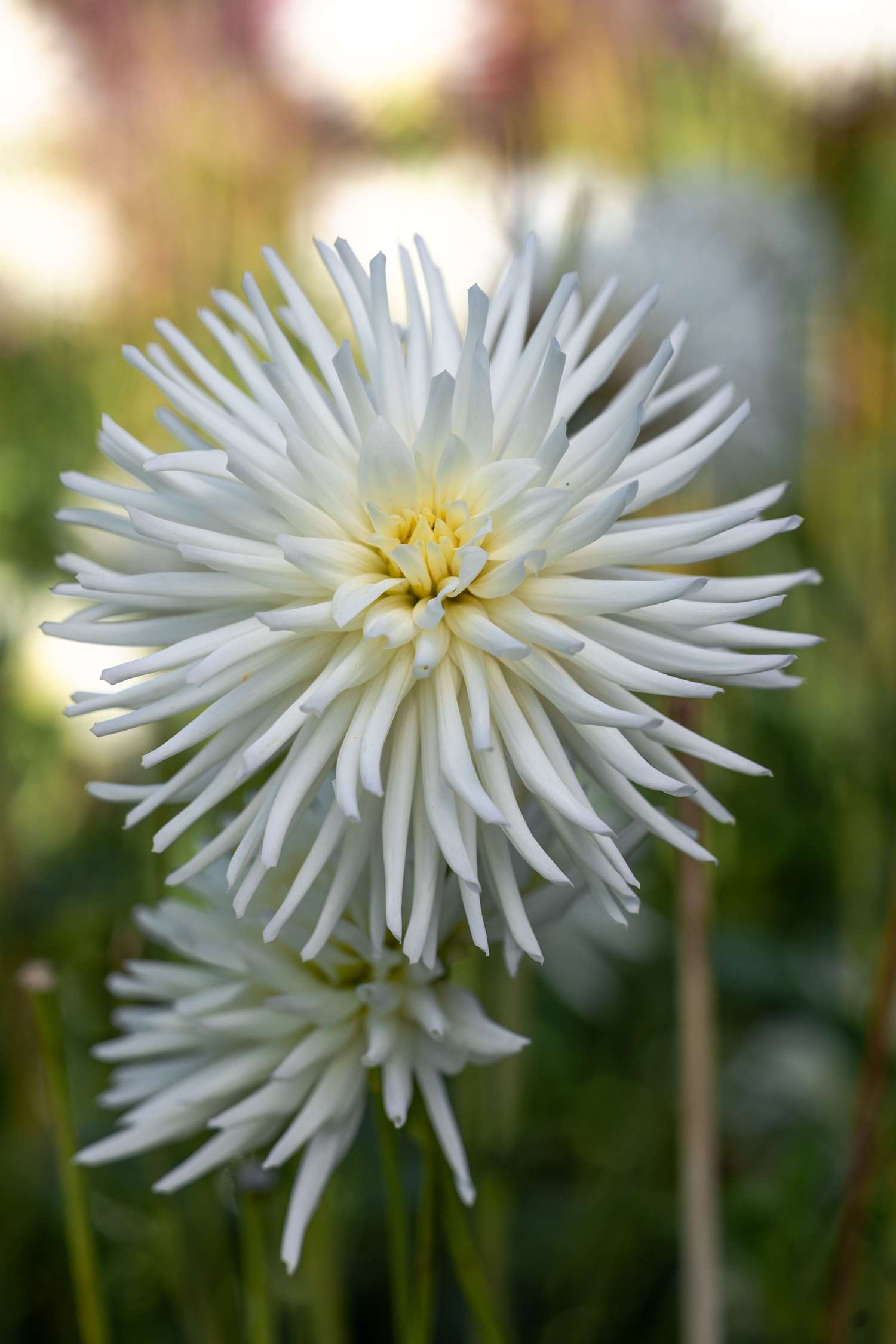 Dahlie 'Playa Blanca'